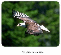 Bald Eagle Coasters