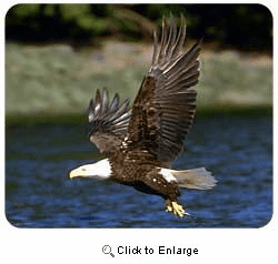 Bald Eagle Mousepad