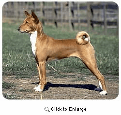 Basenji Mousepad
