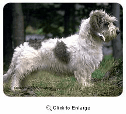 Basset Griffon Vendeen Coasters