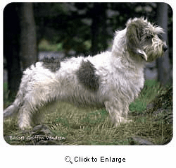 Basset Griffon Vendeen Mousepad