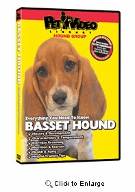 Basset Hound Video
