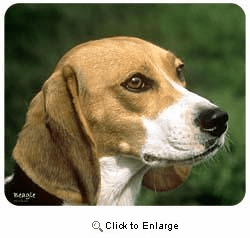 Beagle Mousepad