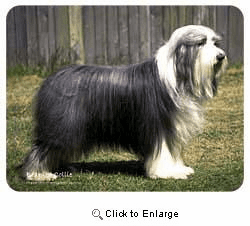 Bearded Collie Coasters