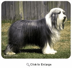 Bearded Collie Mousepad