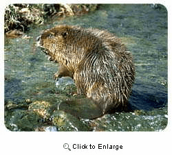 Beaver Coasters