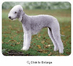 Bedlington Terrier Coasters