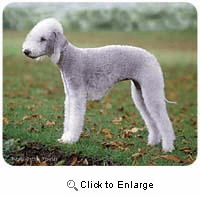 Bedlington Terrier Mousepad
