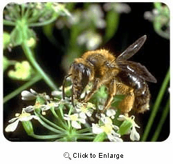 Bee Mousepad