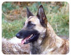 Belgian Malinois Coasters