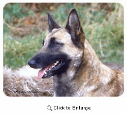 Belgian Malinois Coasters