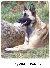 Belgian Malinois Mousepad