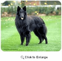 Belgian Sheepdog Mousepad