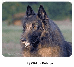 Belgian Tervuren Coasters