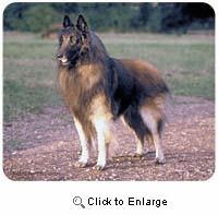 Belgian Tervuren Mousepad