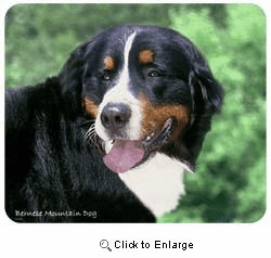 Bernese Mountain Dog Mousepad
