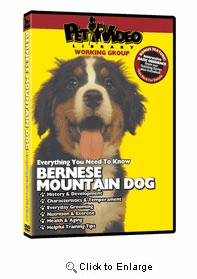 Bernese Mountain Dog Video