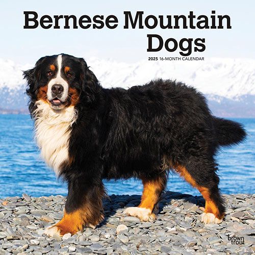 Bernese Mountain Dog World's Biggest Guard Dog Female Berner