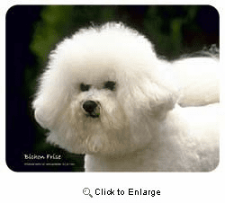 Bichon Frise Coasters