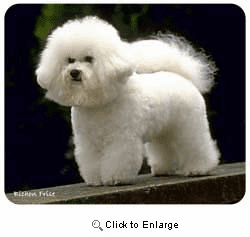 Bichon Frise Mousepad