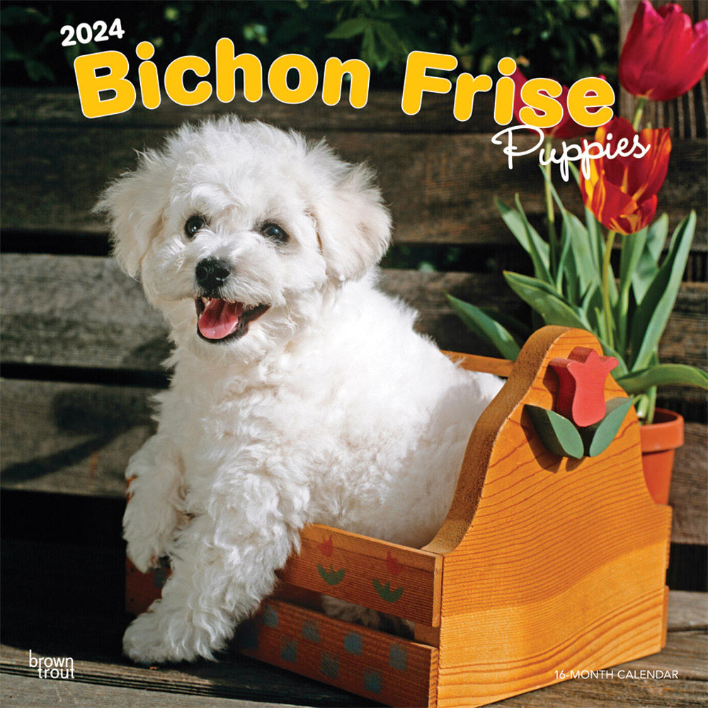 Bichon Frise Puppies Calendar 2024|Animal Den