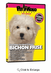 Bichon Frise Video