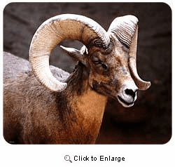 Big Horn Sheep Mousepad
