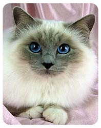 Birman Cat Coasters