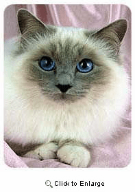 Birman Cat Coasters