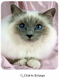 Birman Cat Mousepad