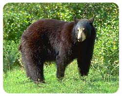 Black Bear Coasters