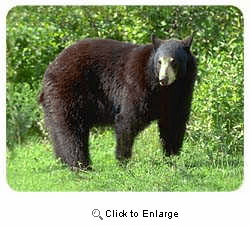 Black Bear Coasters