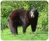 Black Bear Mousepad