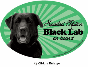Black Lab Car Magnet - Spoiled Rotten