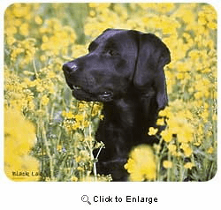 Black Lab Mousepad