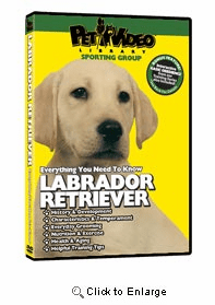 Black Lab Video