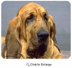 Bloodhound Mousepad
