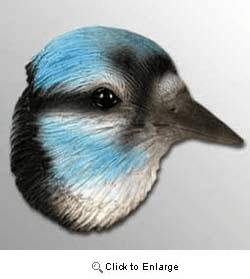 Blue Jay Magnet