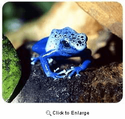 Blue Poison Frog Mousepad