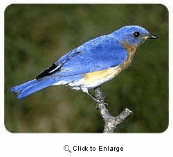 Bluebird Coasters