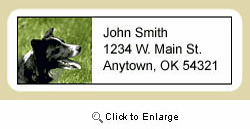 Border Collie Address Labels