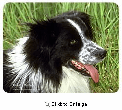 Border Collie Coasters