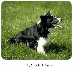 Border Collie Mousepad