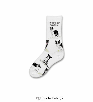 Border Collie Poses Socks