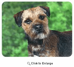 Border Terrier Coasters
