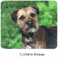 Border Terrier Mousepad