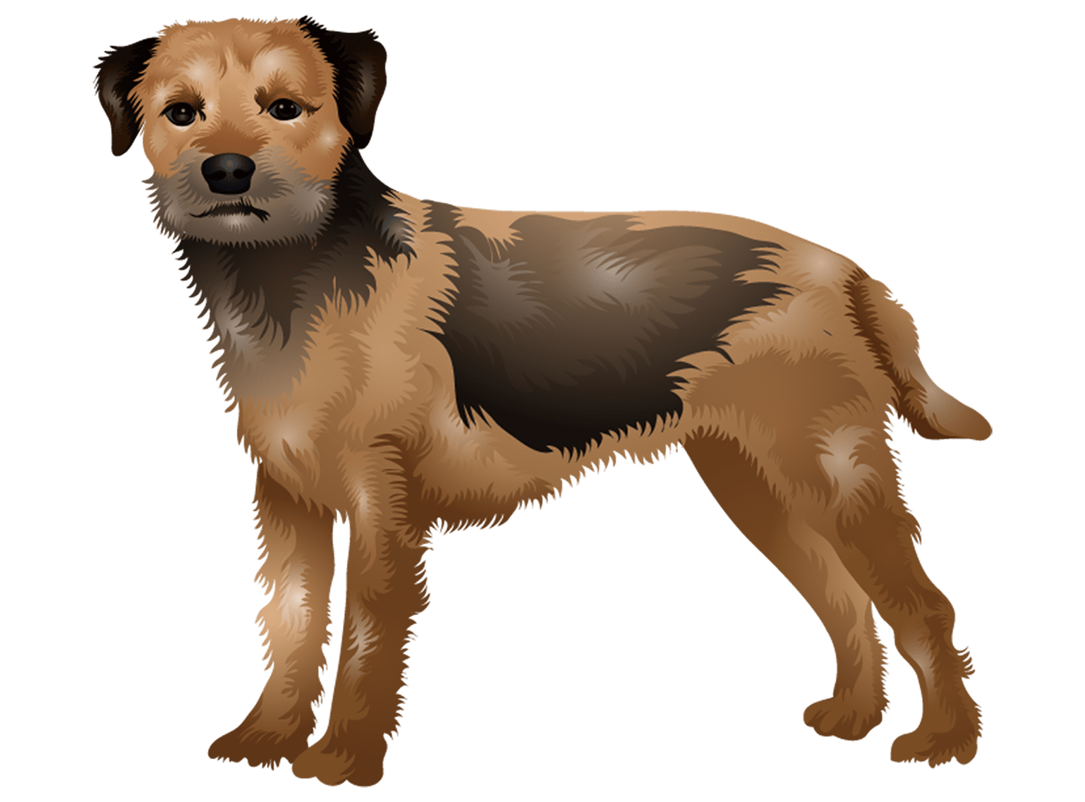 Border Terrier T-Shirt - Vibrant Vector