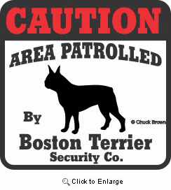 Boston Terrier Bumper Sticker Caution
