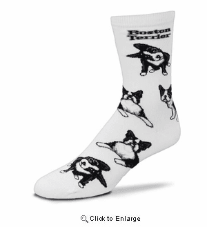 Boston Terrier Poses Socks