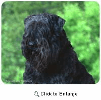 Bouvier des Flandres Mousepad